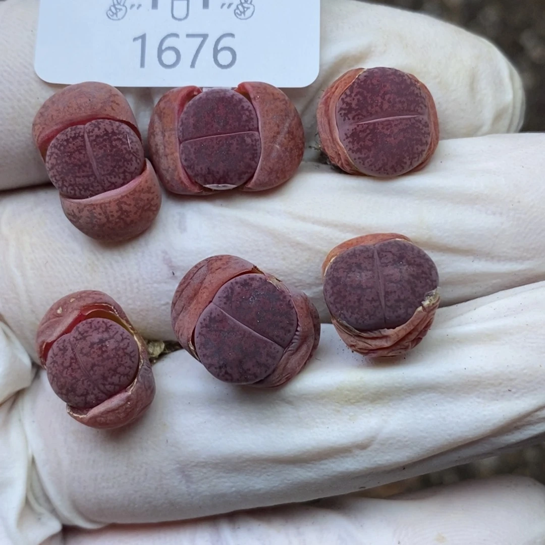 1676。零下拍保温.18包邮.当天凑哦