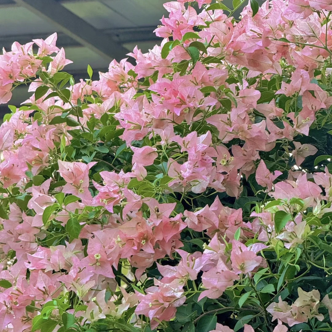 卡亚塔三角梅勤花飘枝爬藤室内外可养易活易开花