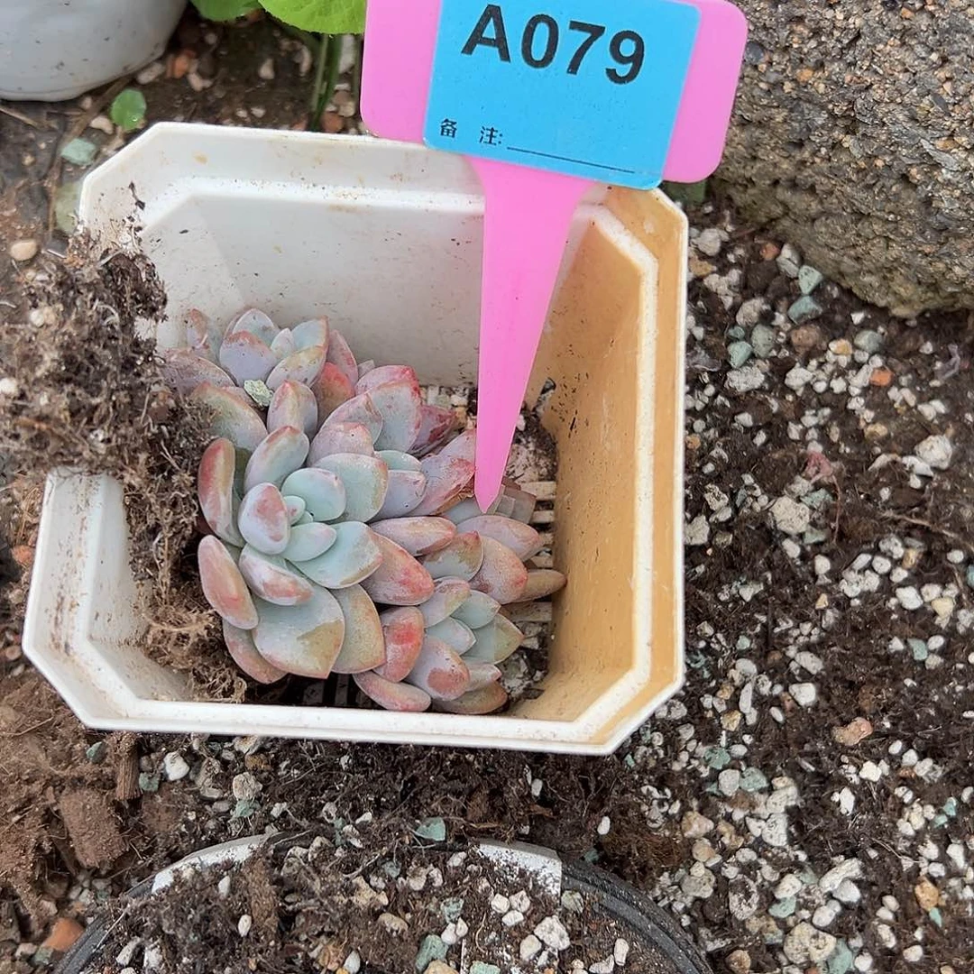 龙***豆多肉植物一物一拍