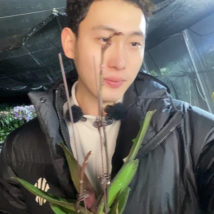 无花朵漫天红蝴蝶兰