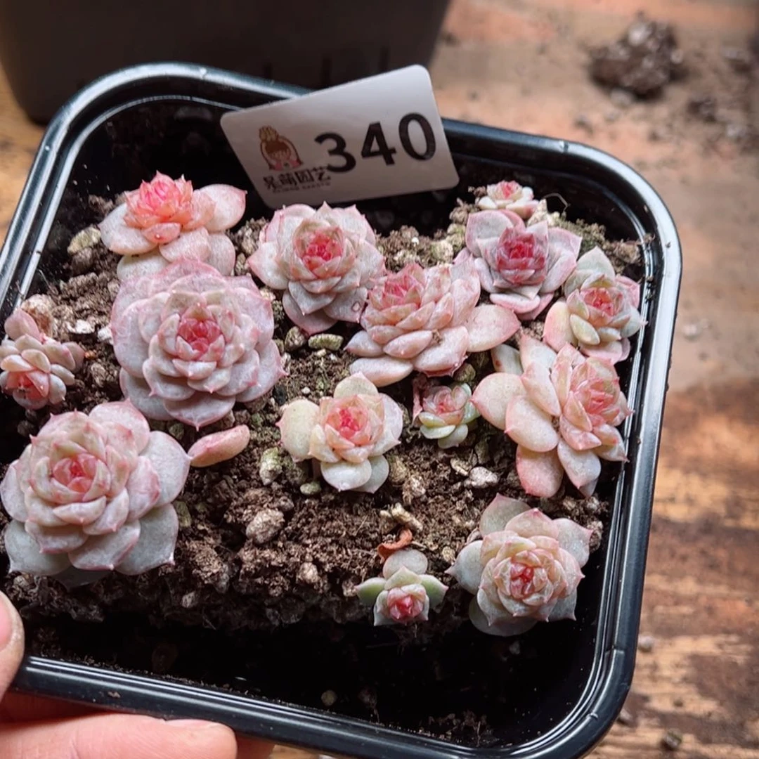 ?****浠多肉植物多肉植物