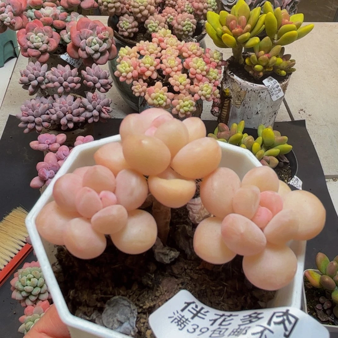 276萤火虫5cm多肉