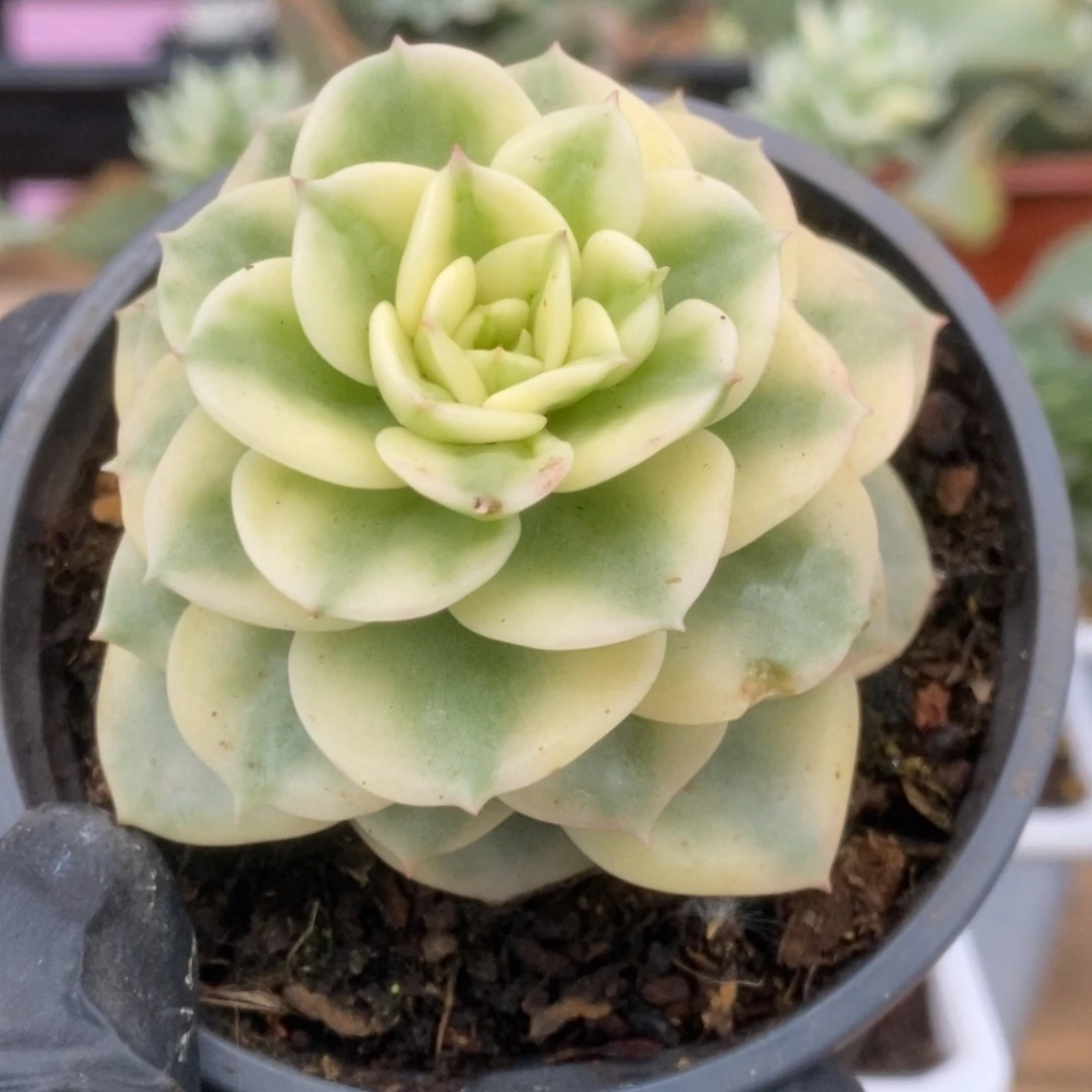 279蜡牡丹锦锦锦锦锦锦锦