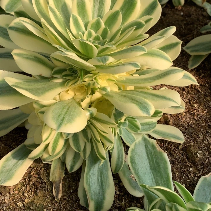 771多肉植物一物一拍