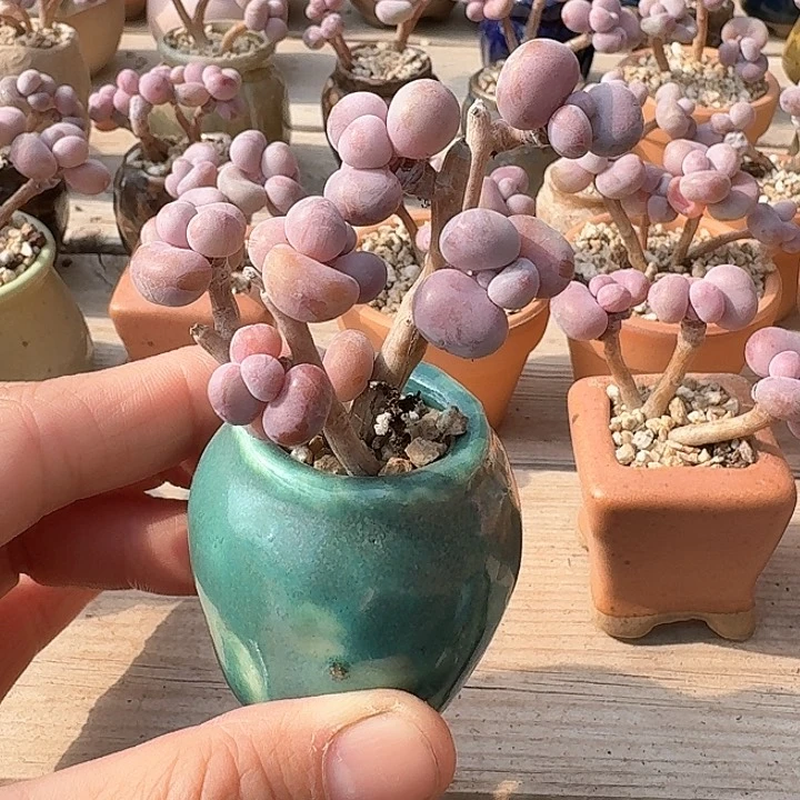 简*vj c d j j f g g 063