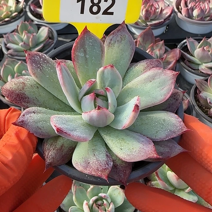 182惊鸿仙子多肉植物7-9cm