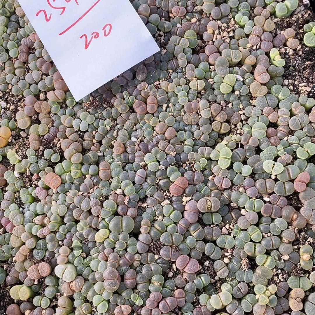 2548编号彩风铃一筐