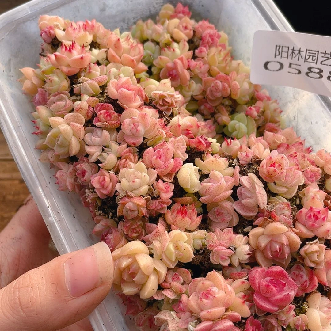 多肉植物多肉植物588