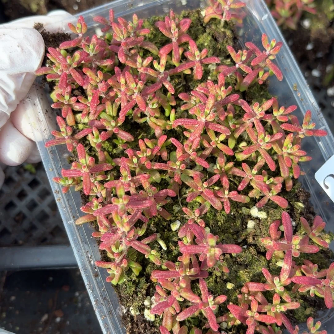 多肉植物多肉植物215