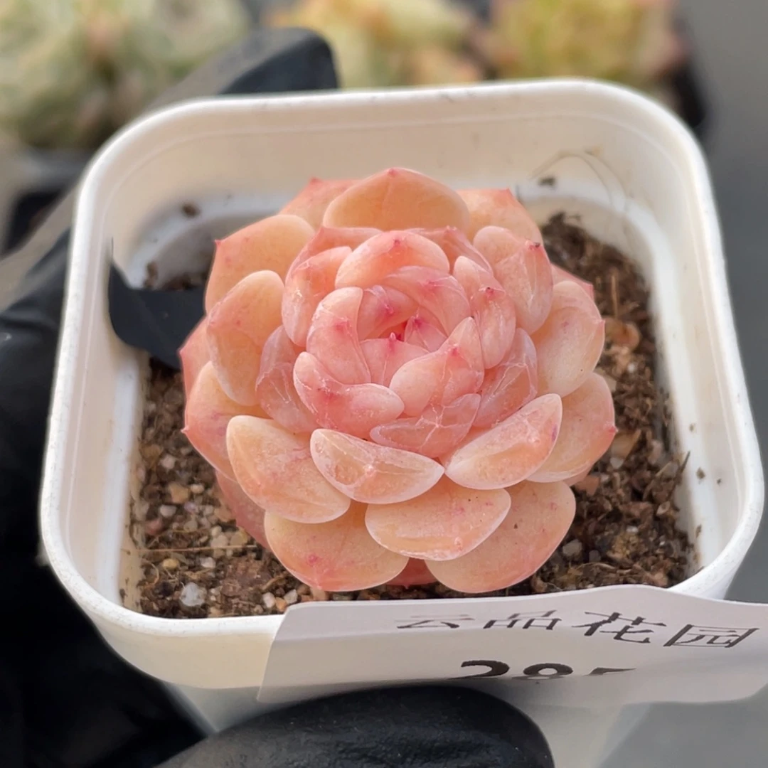 285号糖心冰心珍妮