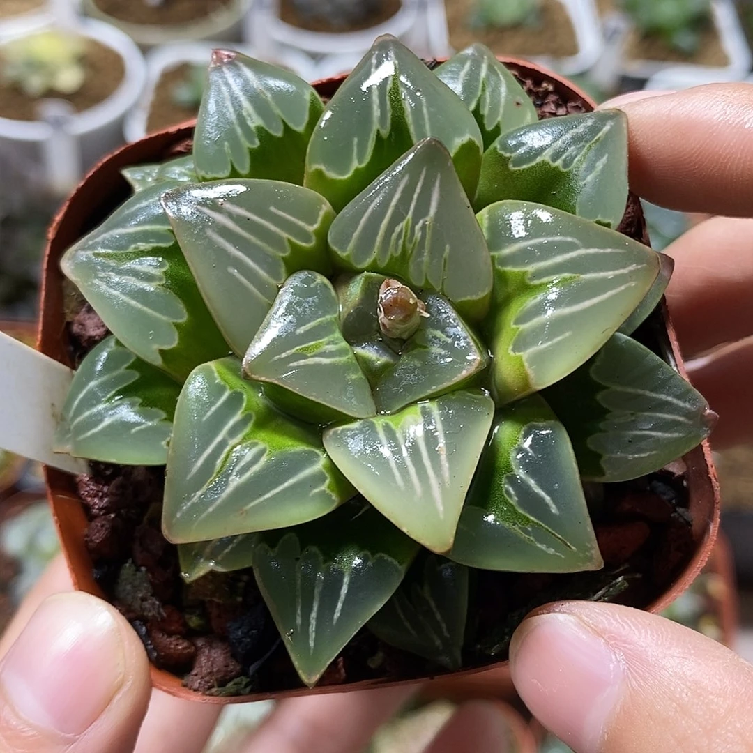 77绿玻璃哈哈哈哈哈