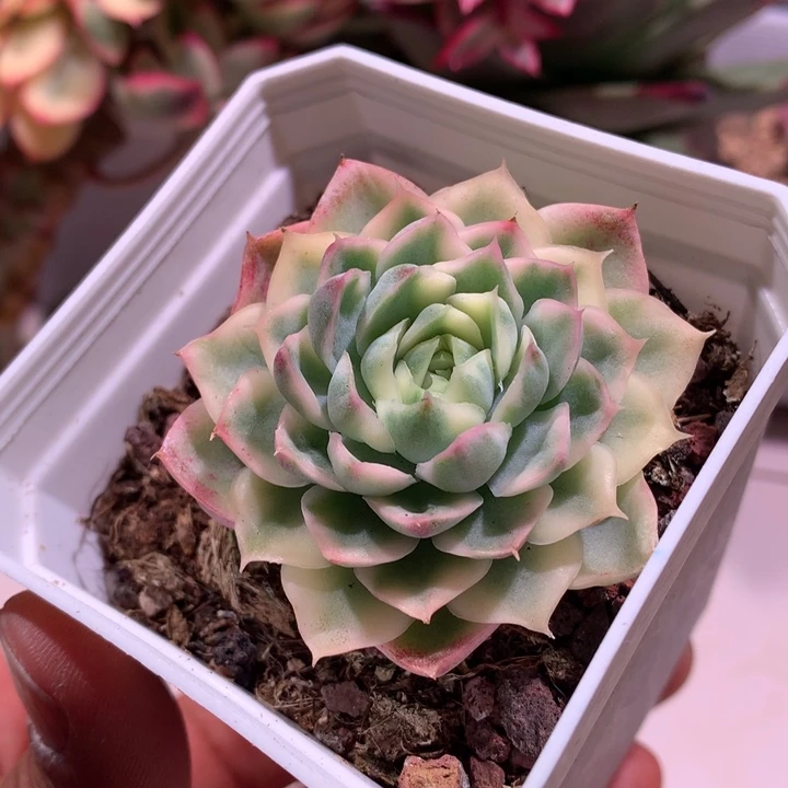 圆梦腹轮锦带小侧芽