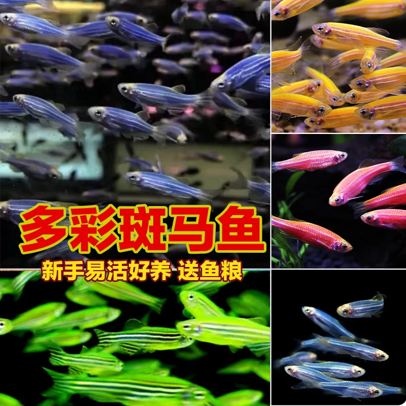 多彩糖果斑马鱼热带观赏鱼淡水鱼小型群游灯科鱼易活好养孔雀鱼