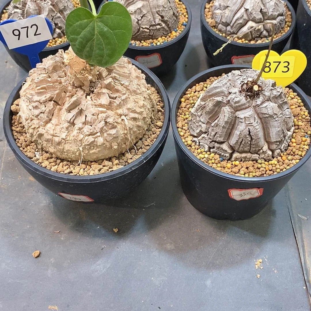 飞****7南非龟甲龙龟甲龙