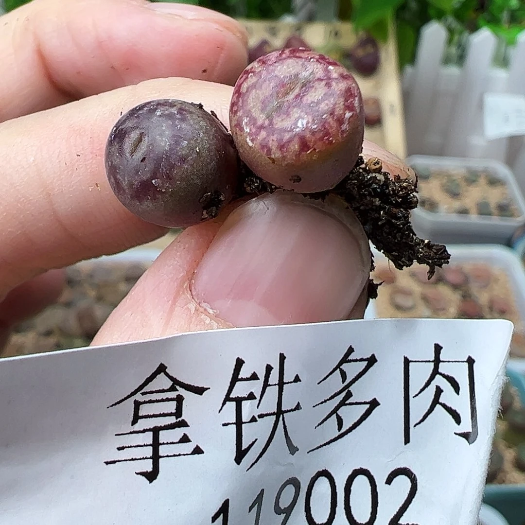 b**o119002/拿铁多肉植物馆