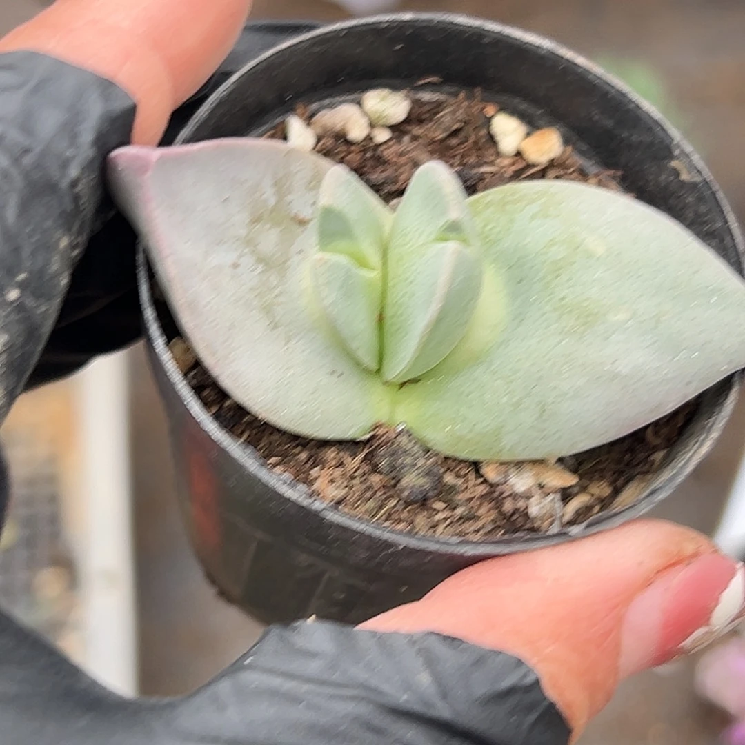 多肉植物翔凤单头