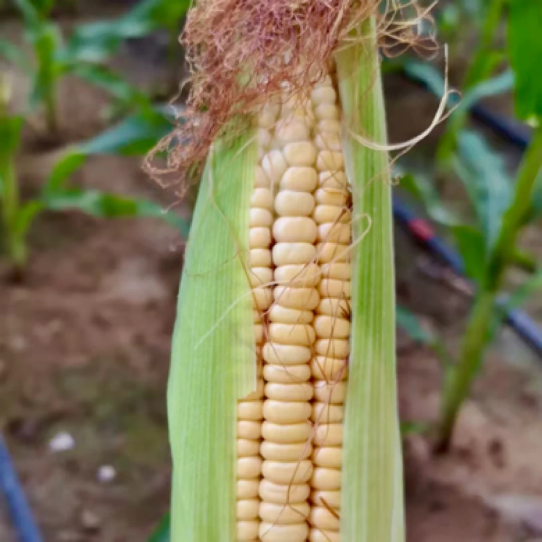 8根装 新鲜本地老式笨玉米 现摘现发北京市