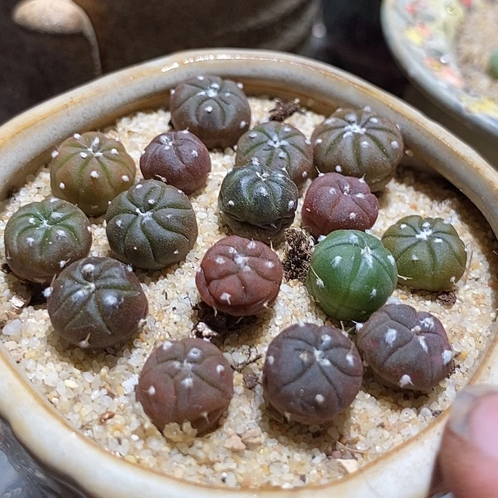 兜一颗