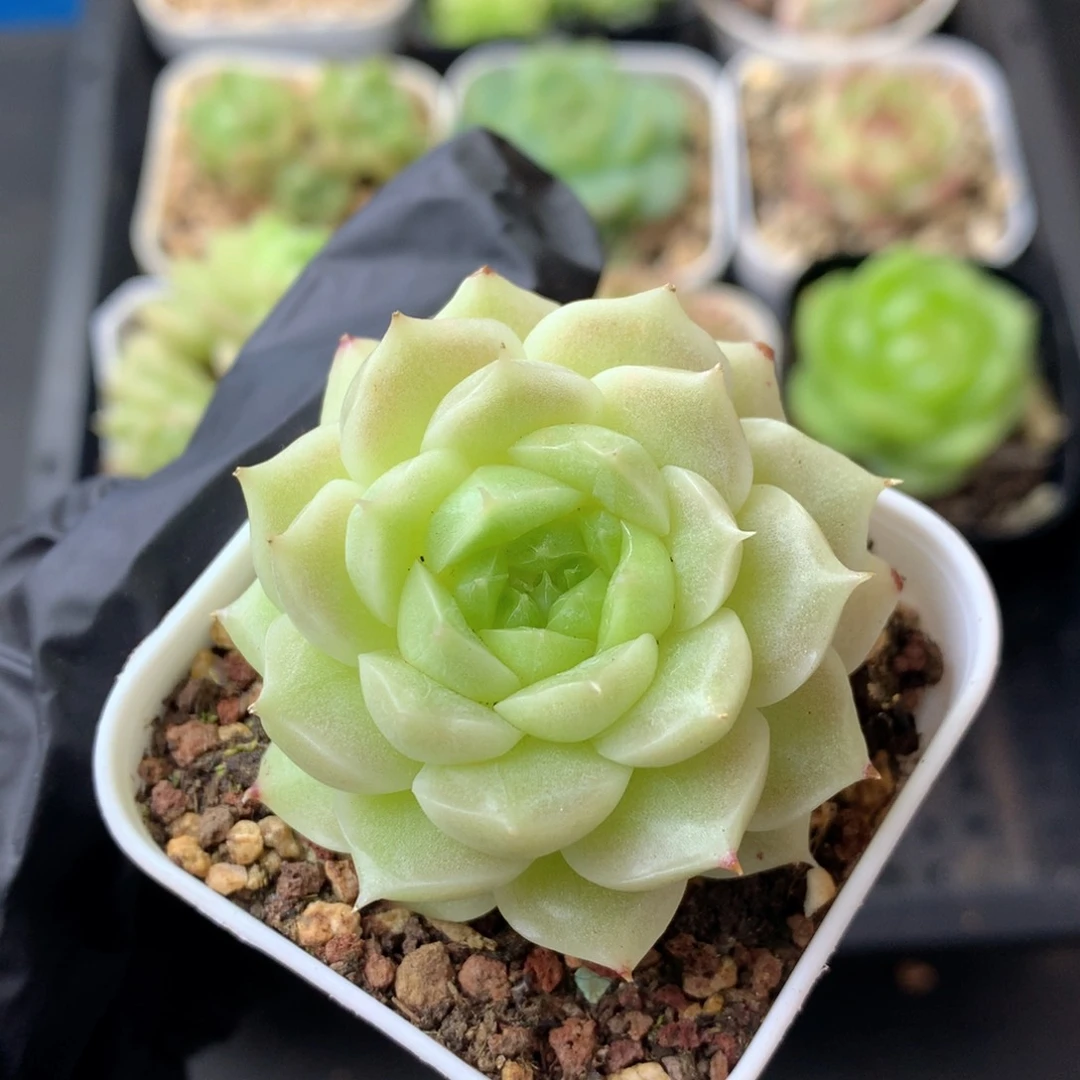 58包邮  群生不包整 12