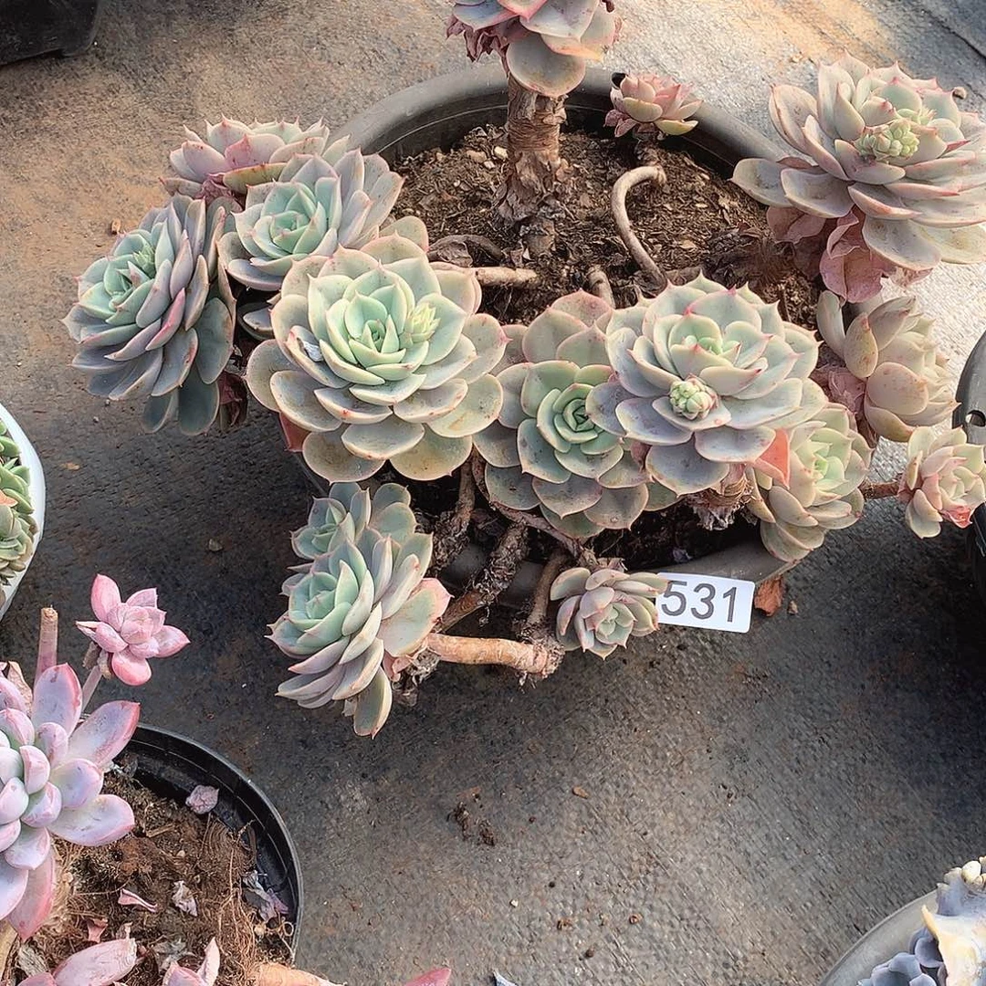 531蓝色苍鹭一物一拍多肉