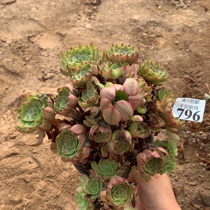 796万拉丝手捧3号棚