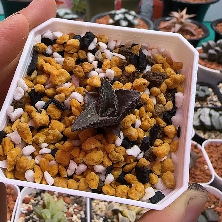 B****sp硬叶实生 一物一拍