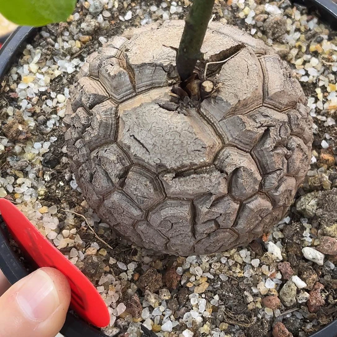 精品南非龟，遁甲，E86