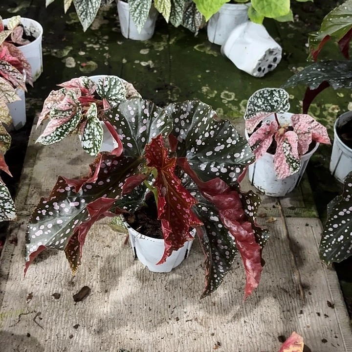 完全开放烈叶玫瑰