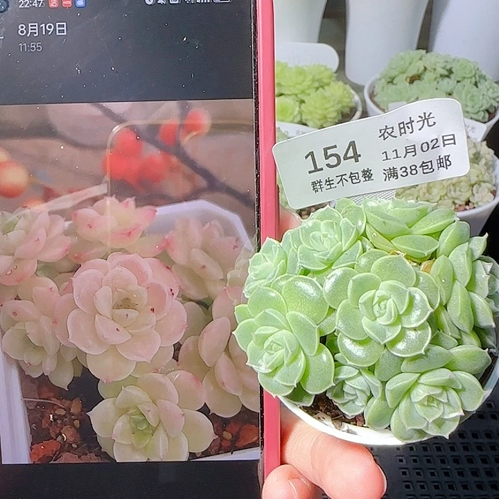 1102-154ttp-93麦杆