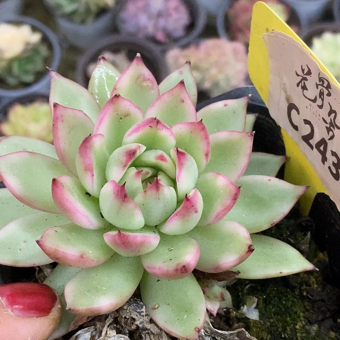 243东云杂哈哈哈哈哈