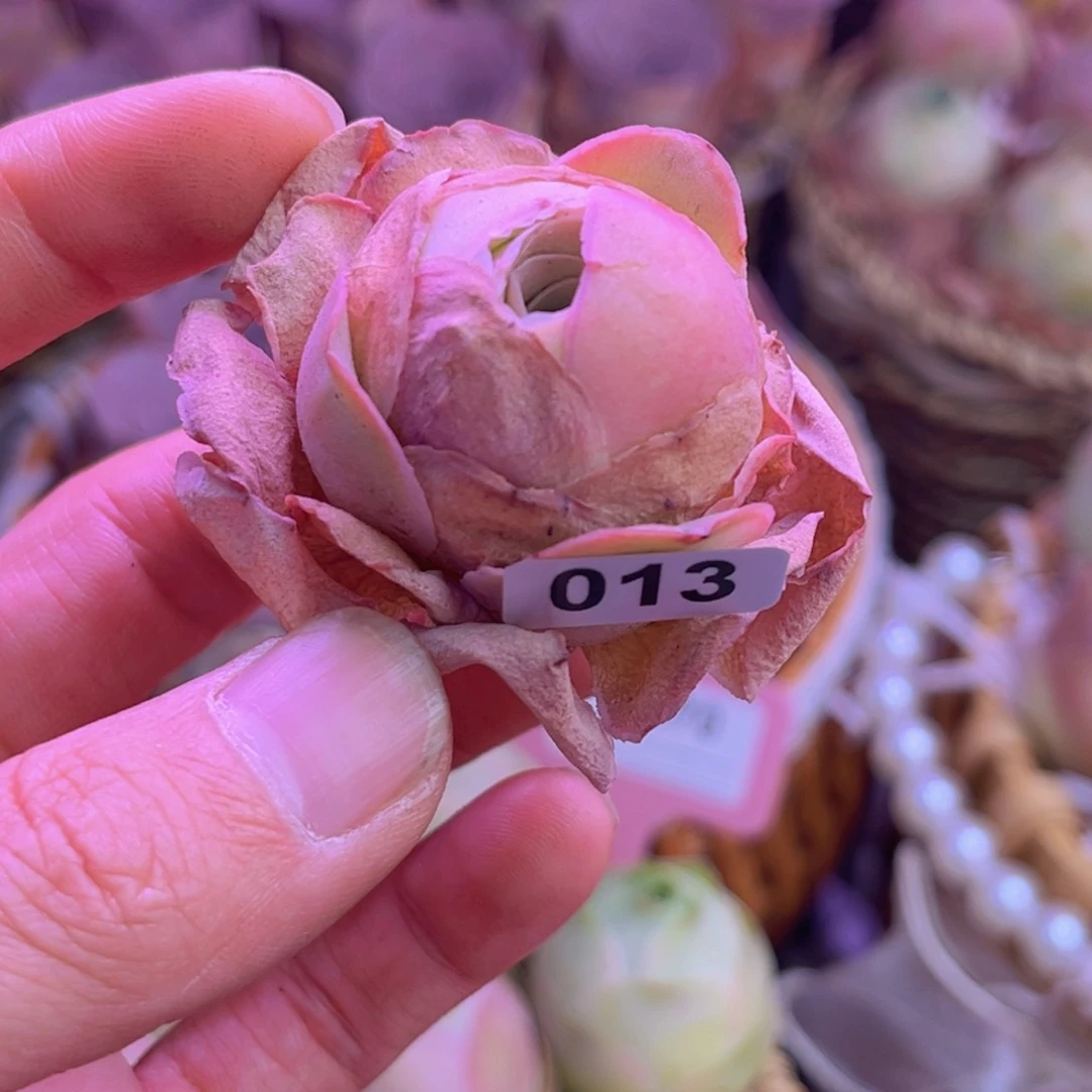 山地玫瑰脱土裸根发货013