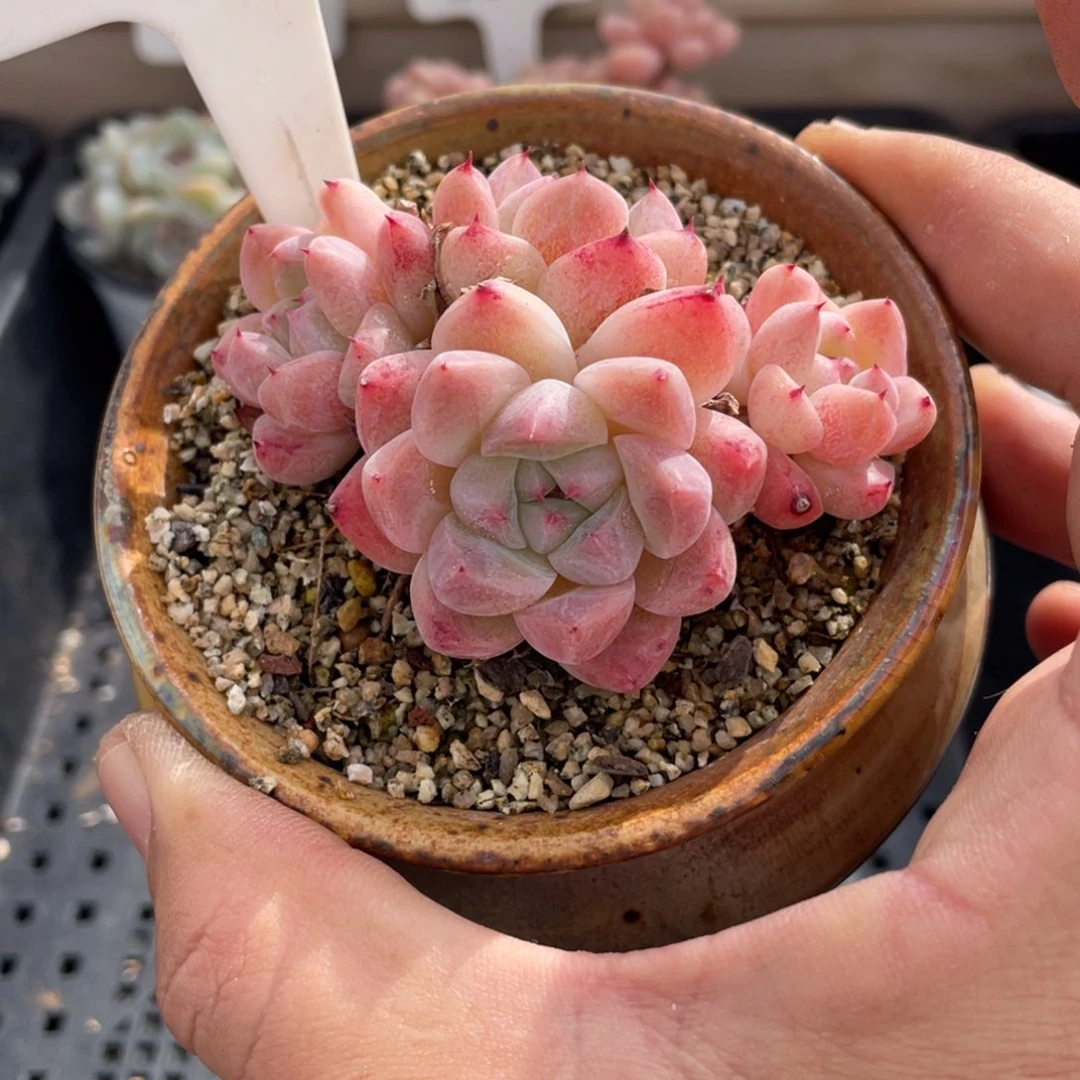 0220佳人不带盆7厘米