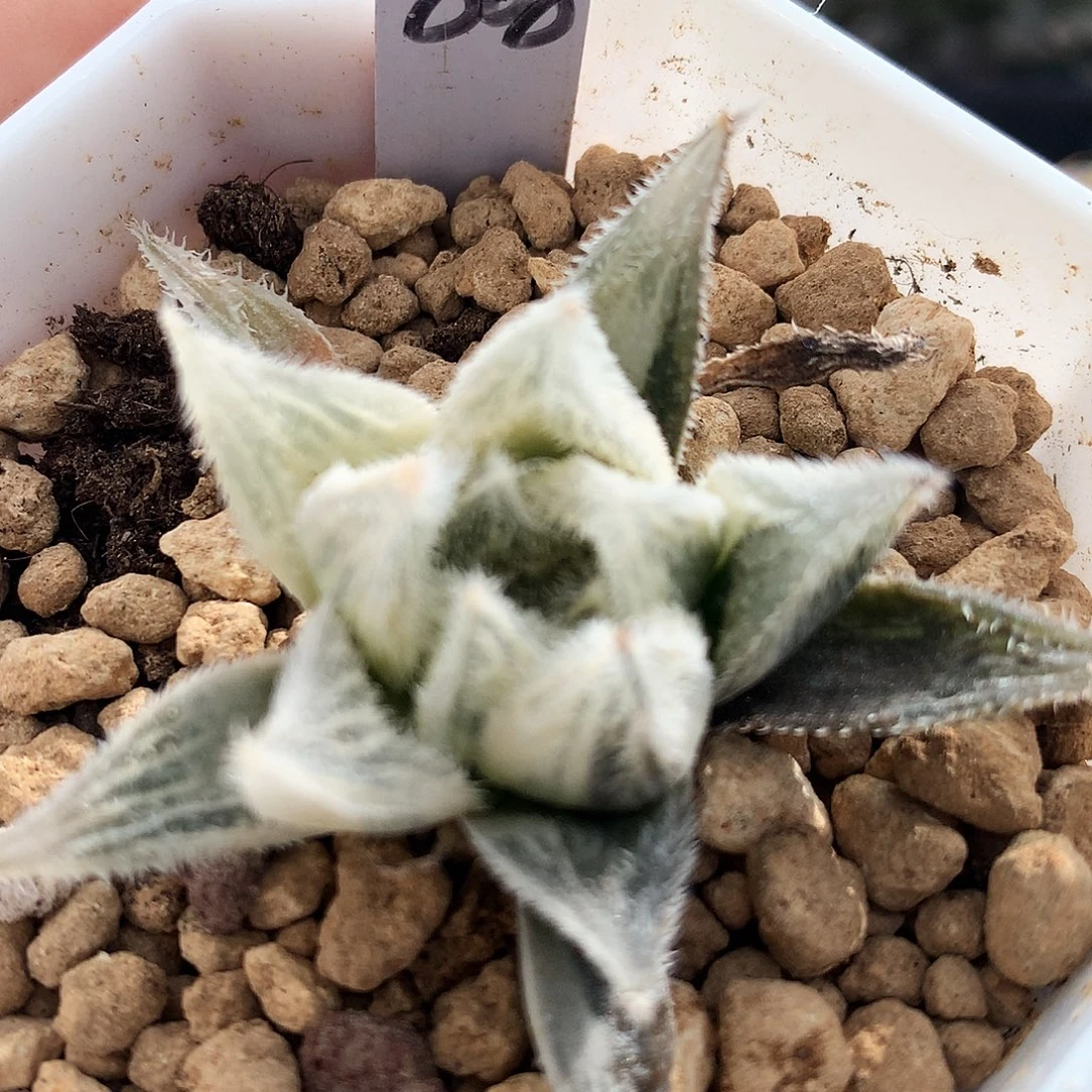 虎斑绘卷，868号，一物一拍