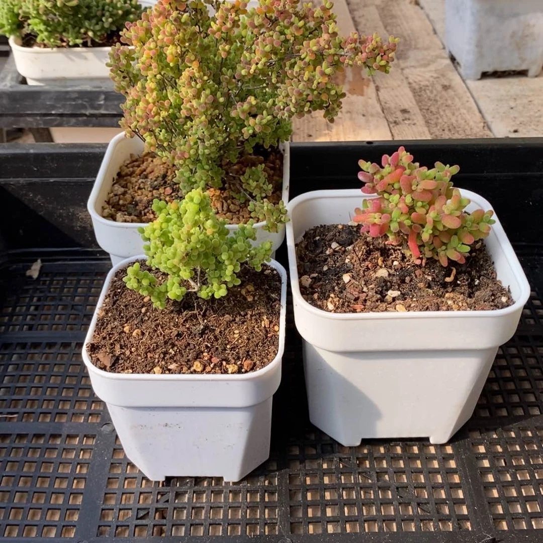 枝干番杏蜜桔糖球150