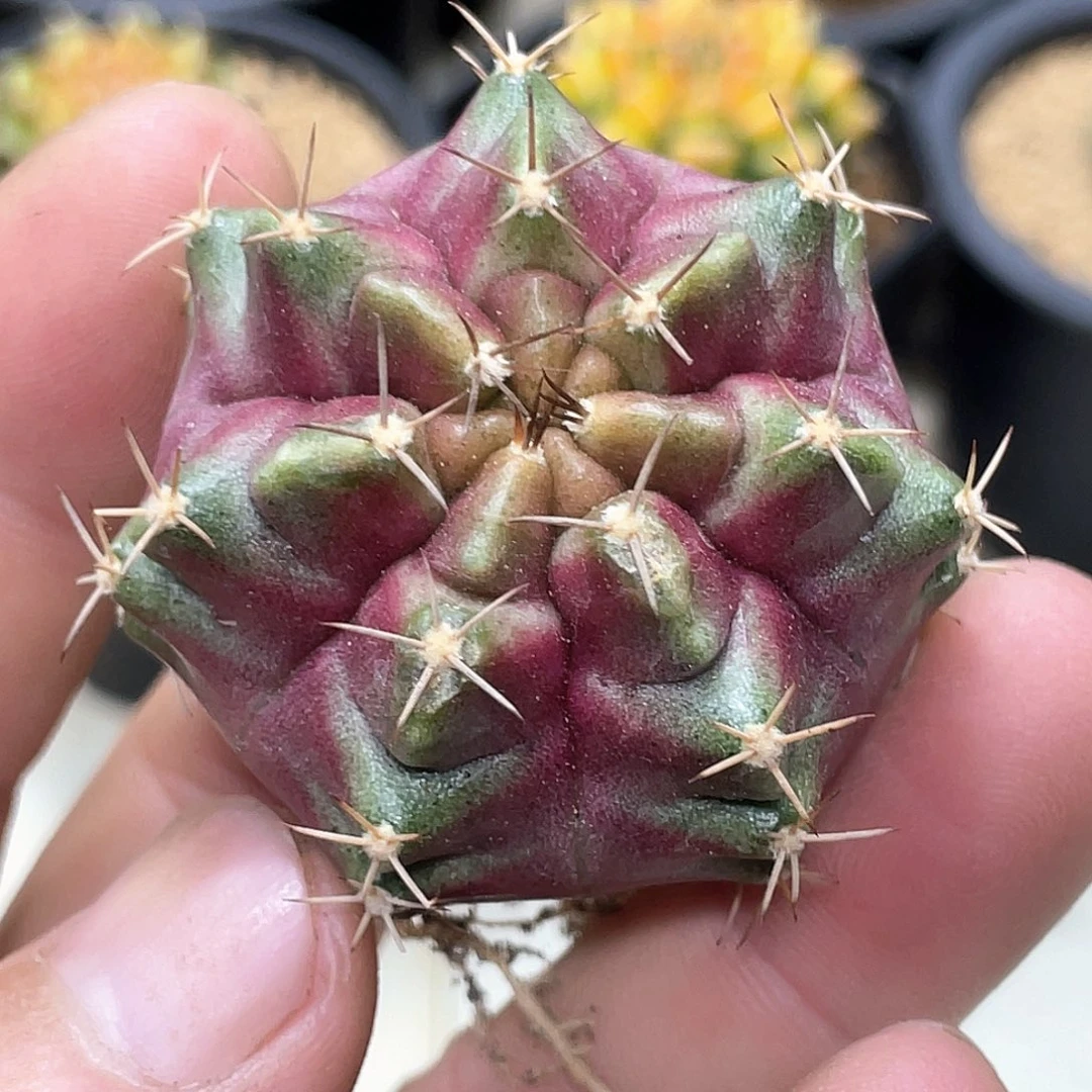 无花朵泰系名品侧，紫色星云