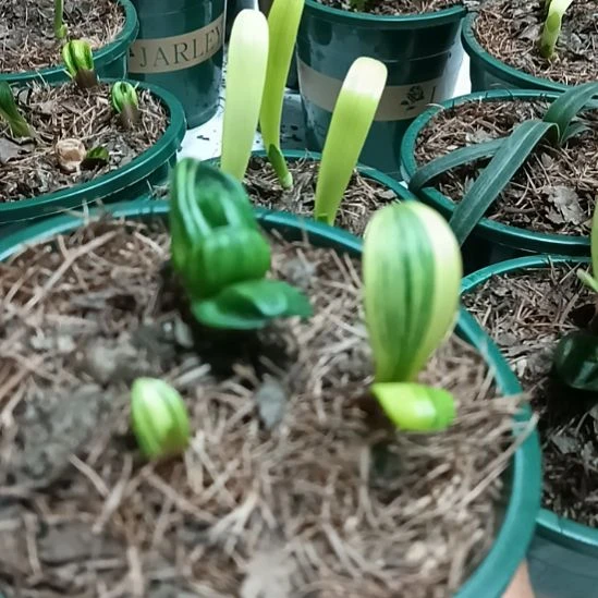 完全开放君子兰小苗君子兰小苗君子兰