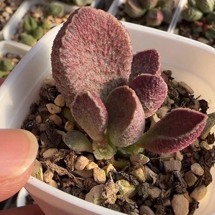 哈默猪肝多肉水泡