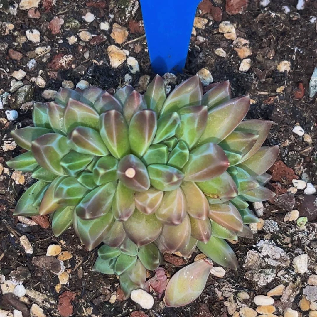 0409下午多肉植物群生