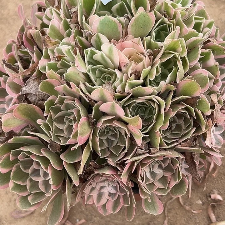 8.31-47男神多肉植物2
