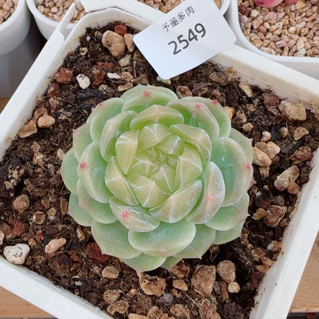 泼天富贵，2549多肉植物