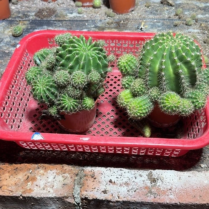 简***乐无花朵彩草哈哈哈哈哈