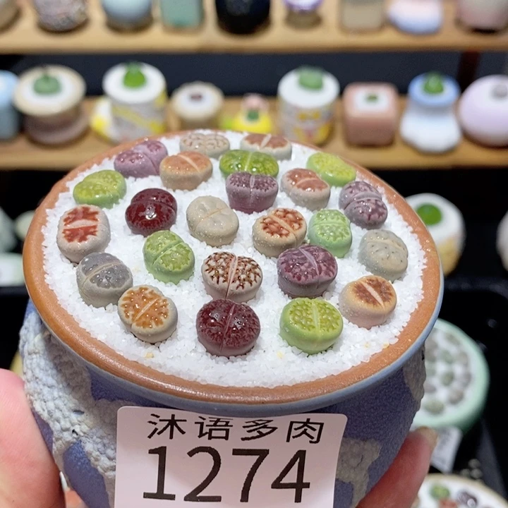 带盆土植物 精美盆栽1274