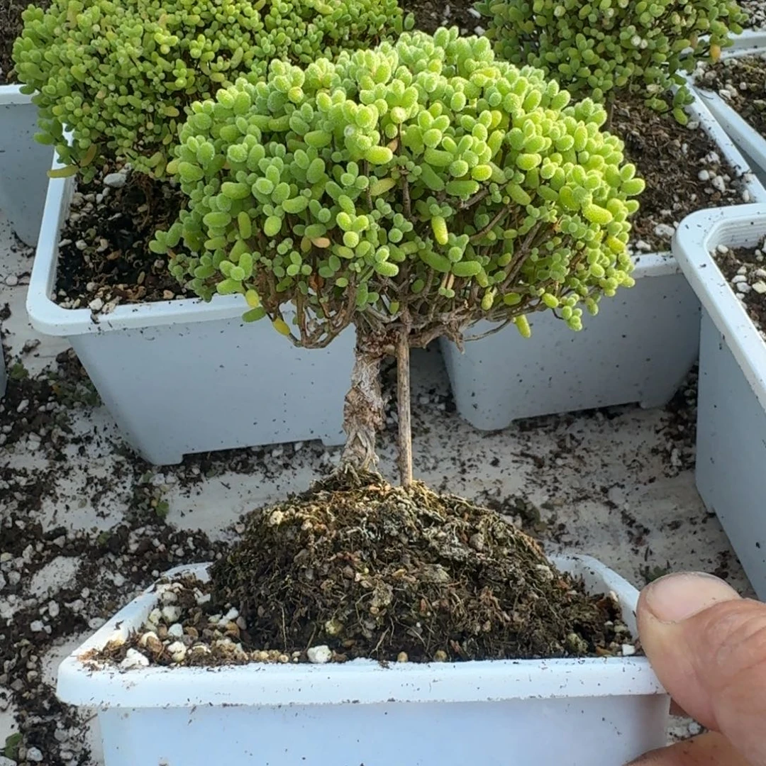 高杆金橘带盆带土发