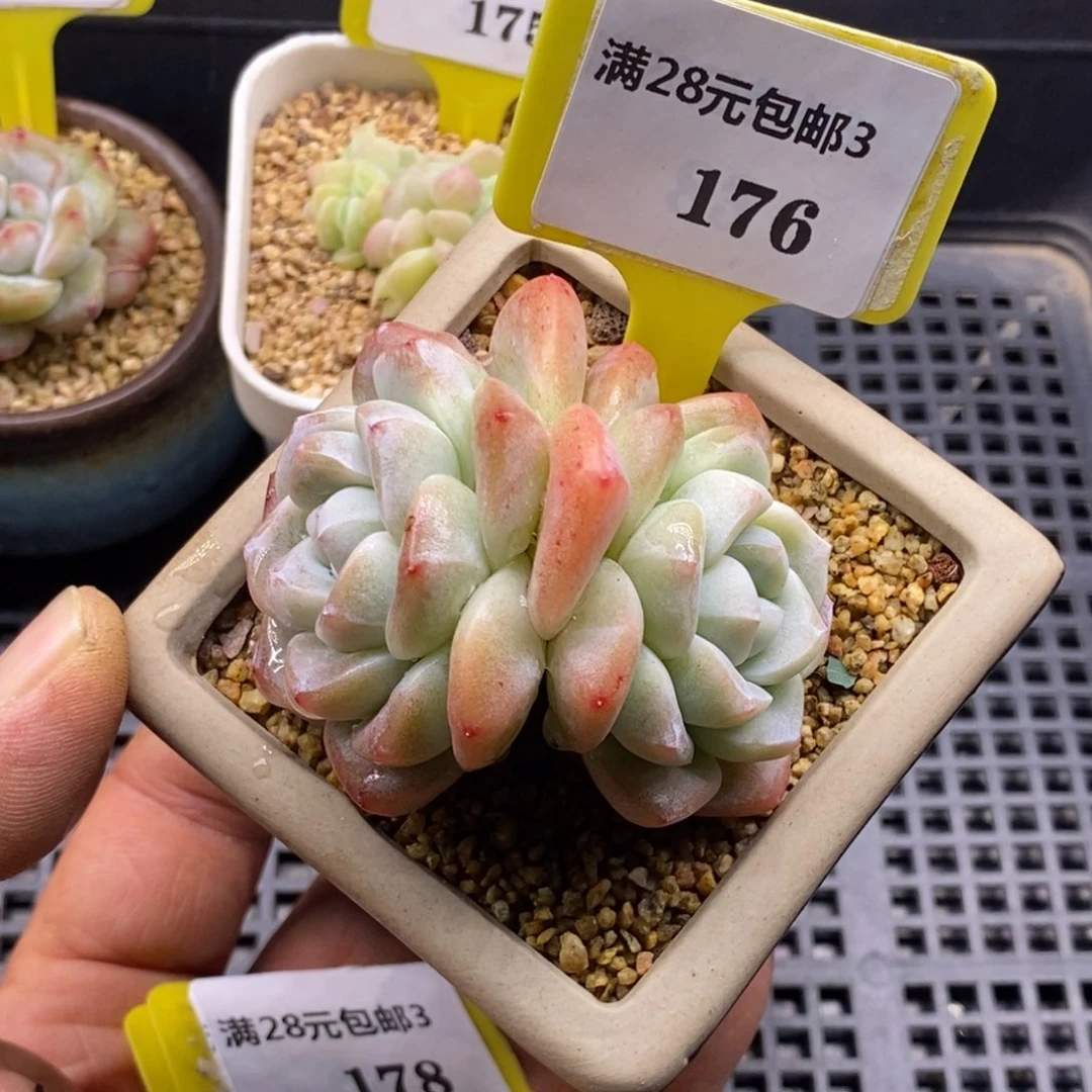 3176老桩冰玉双多肉