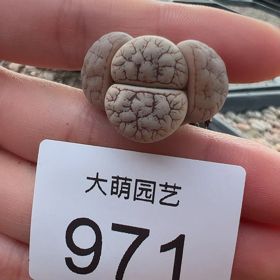 0000971一物一拍……