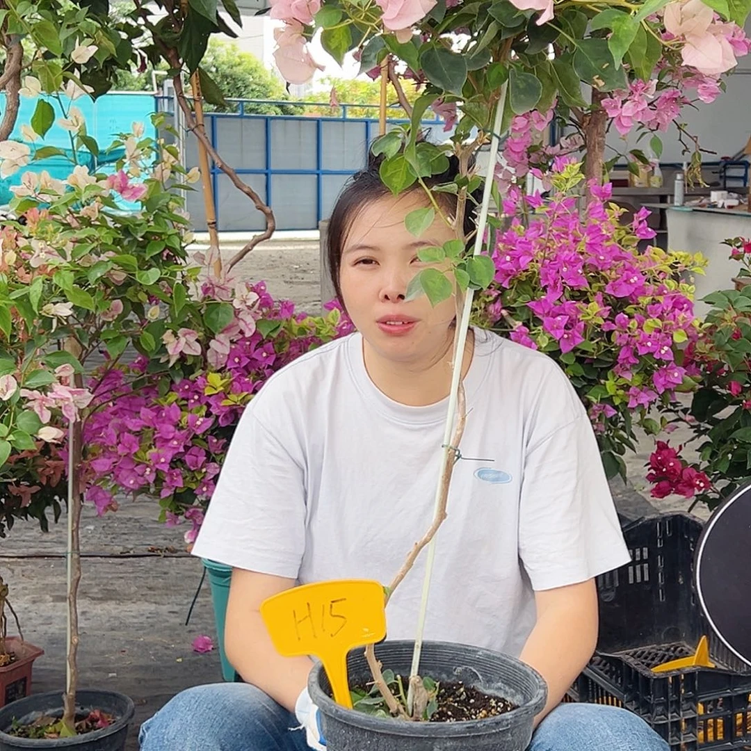 小***月大部分花苞少量开放H15暗斑丽人