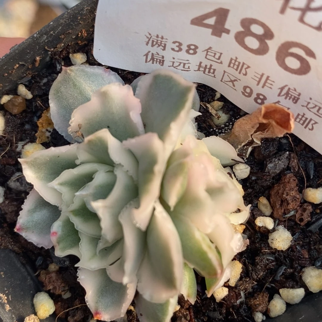 486紫蝴蝶锦小双头