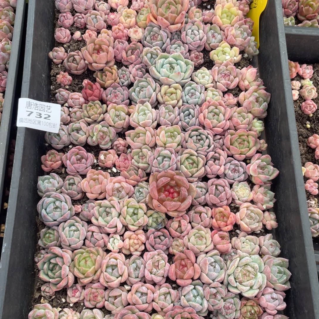 珍妮混一物一拍732..