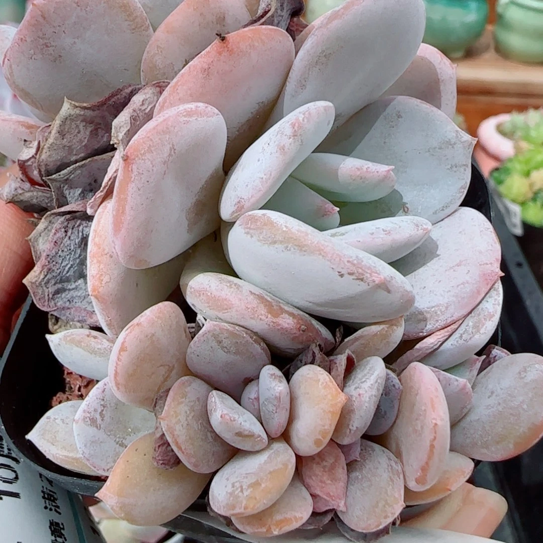 花语逸镜1006-342韩版奶茶