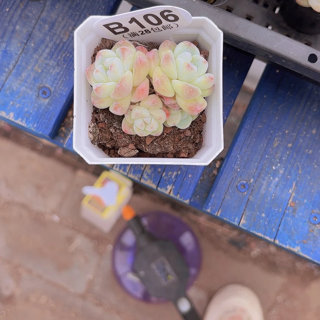 B106冰玉一物一拍